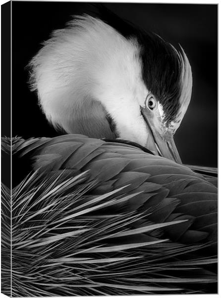 The grand Heron Canvas Print by Chris Manfield