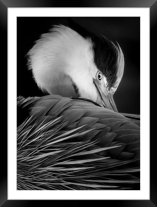 The grand Heron Framed Mounted Print by Chris Manfield