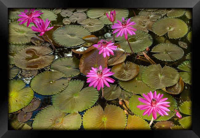 Water Lilies Framed Print by Mark Llewellyn