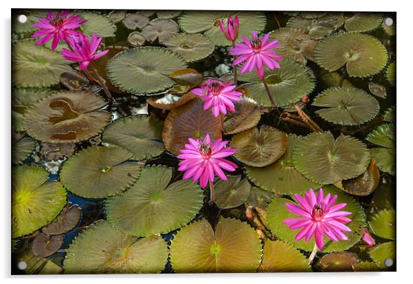 Water Lilies Acrylic by Mark Llewellyn