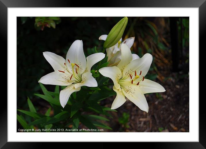 Easter Lilies Framed Mounted Print by Judy Hall-Folde