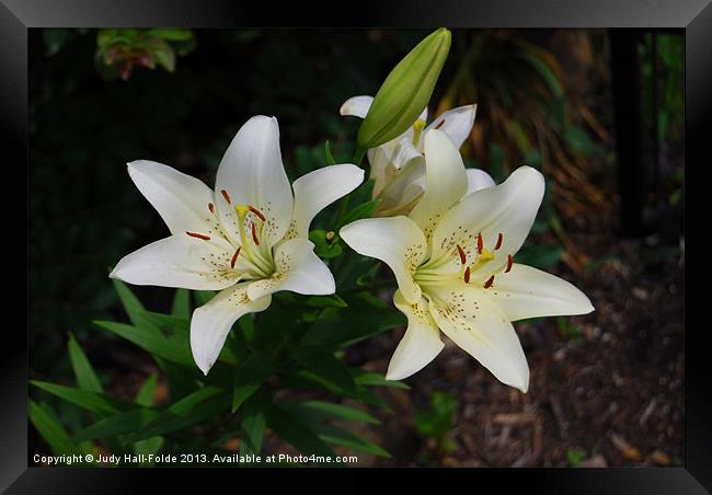Easter Lilies Framed Print by Judy Hall-Folde