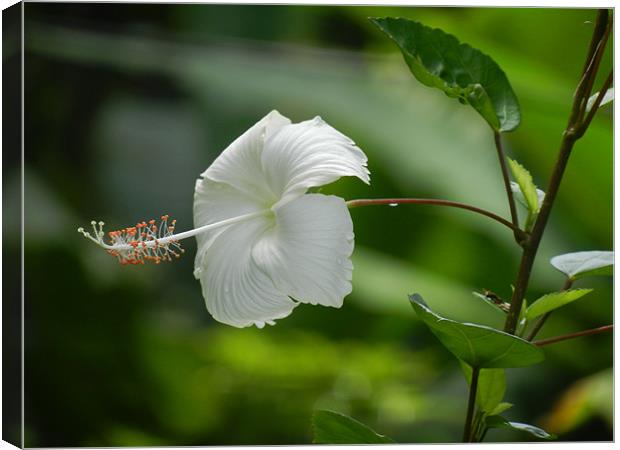 A Fully Bloomed White Hibiscus Canvas Print by Sajitha Nair