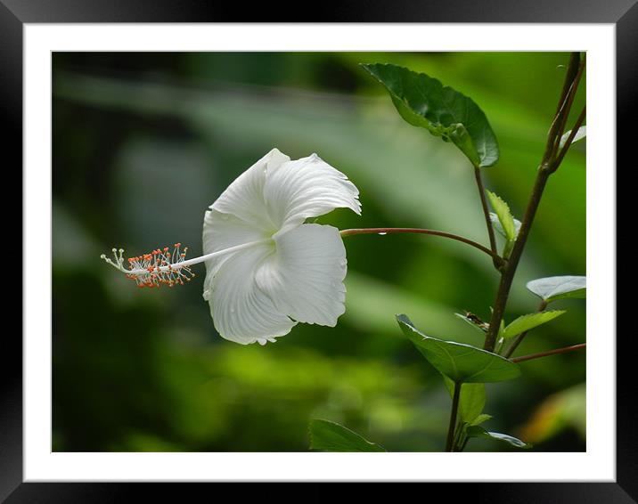 A Fully Bloomed White Hibiscus Framed Mounted Print by Sajitha Nair