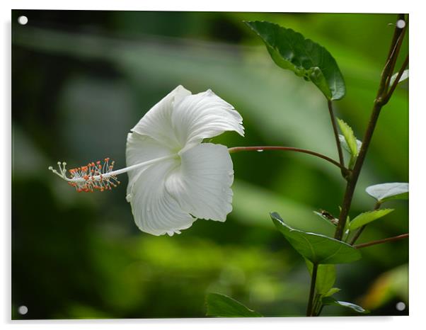 A Fully Bloomed White Hibiscus Acrylic by Sajitha Nair