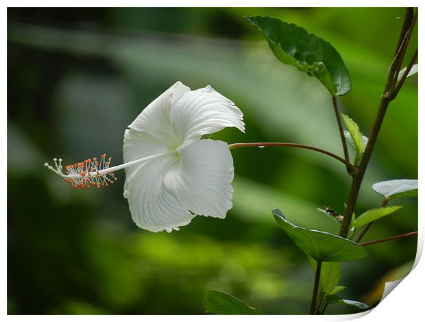 A Fully Bloomed White Hibiscus Print by Sajitha Nair