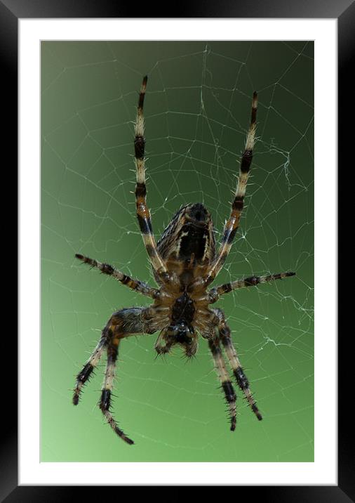 Orb Web Spider Framed Mounted Print by Chris Day