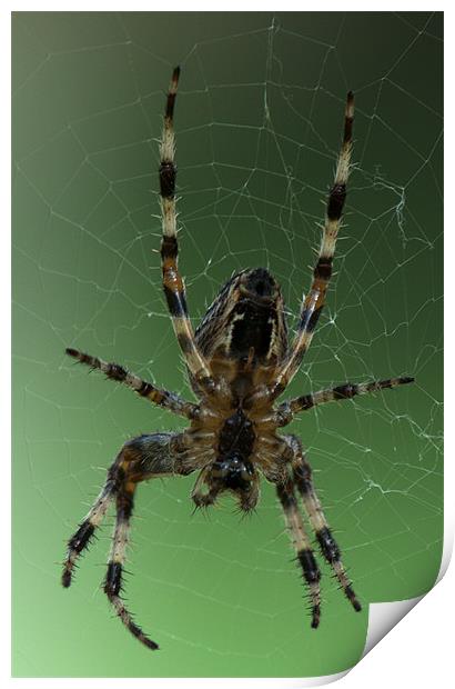 Orb Web Spider Print by Chris Day