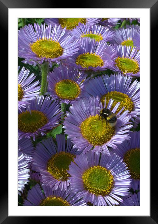 Seaside Daisies Framed Mounted Print by Chris Day