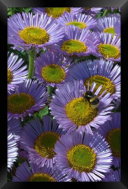 Seaside Daisies Framed Print by Chris Day