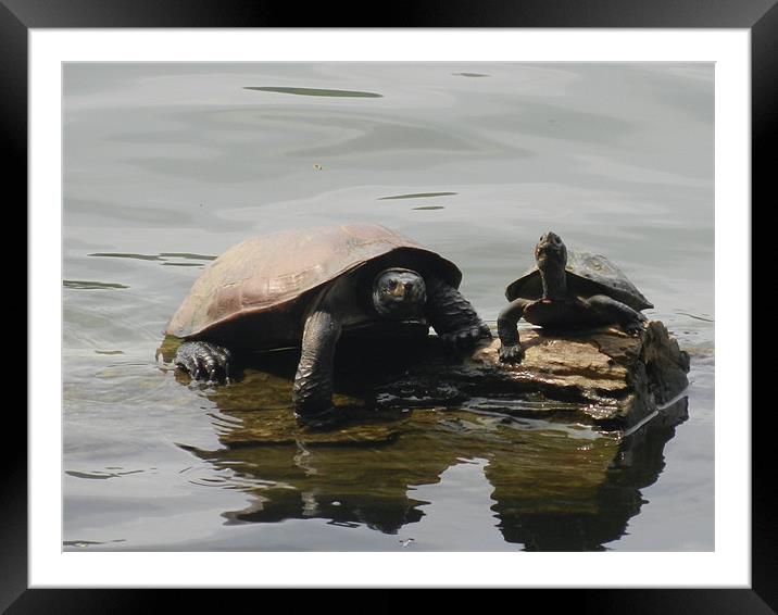 Asian Tortoise and the Offspring Framed Mounted Print by Sajitha Nair