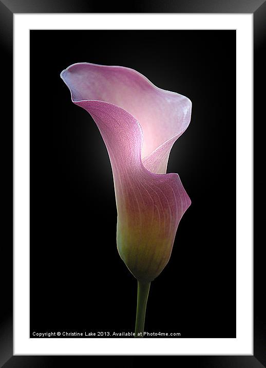 Lily Pink Framed Mounted Print by Christine Lake