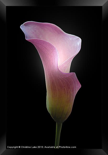 Lily Pink Framed Print by Christine Lake