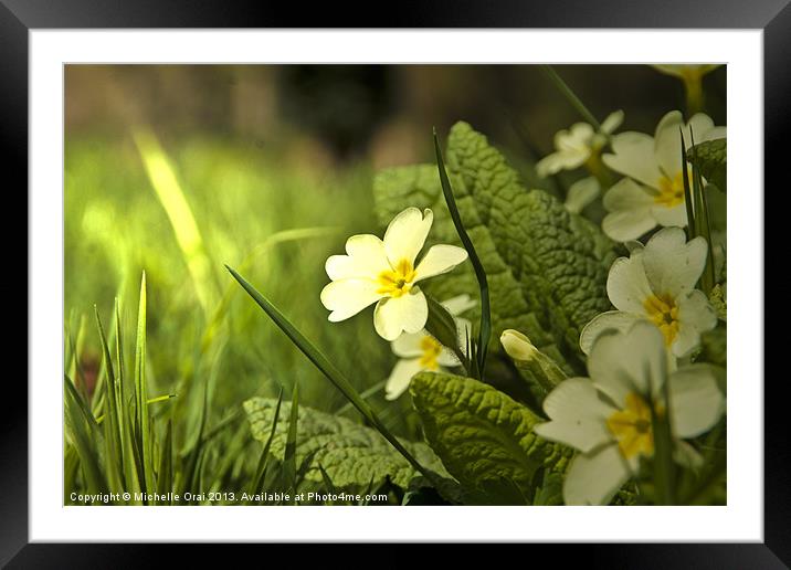 Flowers of the Forest 3 Framed Mounted Print by Michelle Orai