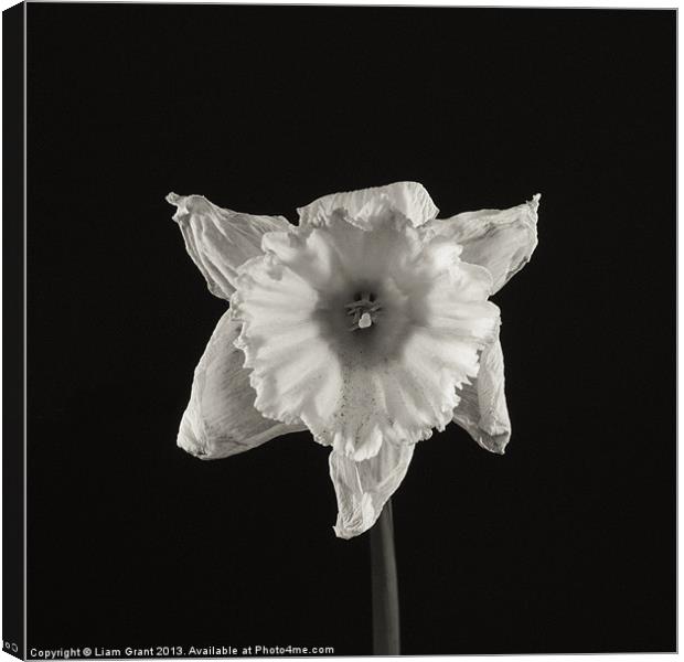 Project Decay. Daffodil (Narcissus) Canvas Print by Liam Grant