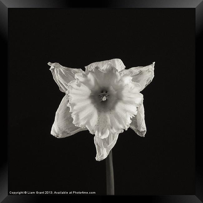 Project Decay. Daffodil (Narcissus) Framed Print by Liam Grant