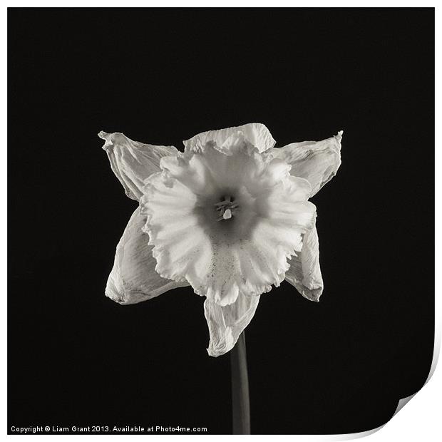 Project Decay. Daffodil (Narcissus) Print by Liam Grant