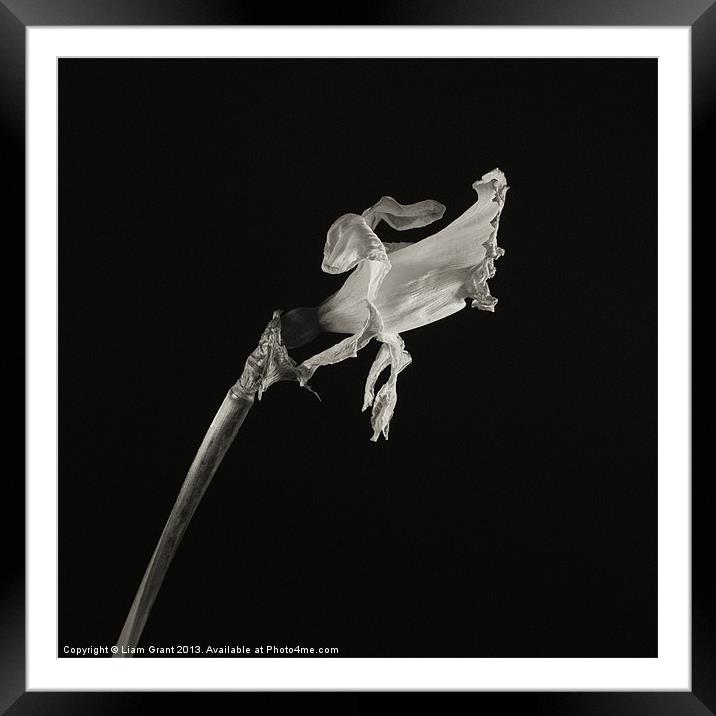 Project Decay. Daffodil (Narcissus) Framed Mounted Print by Liam Grant
