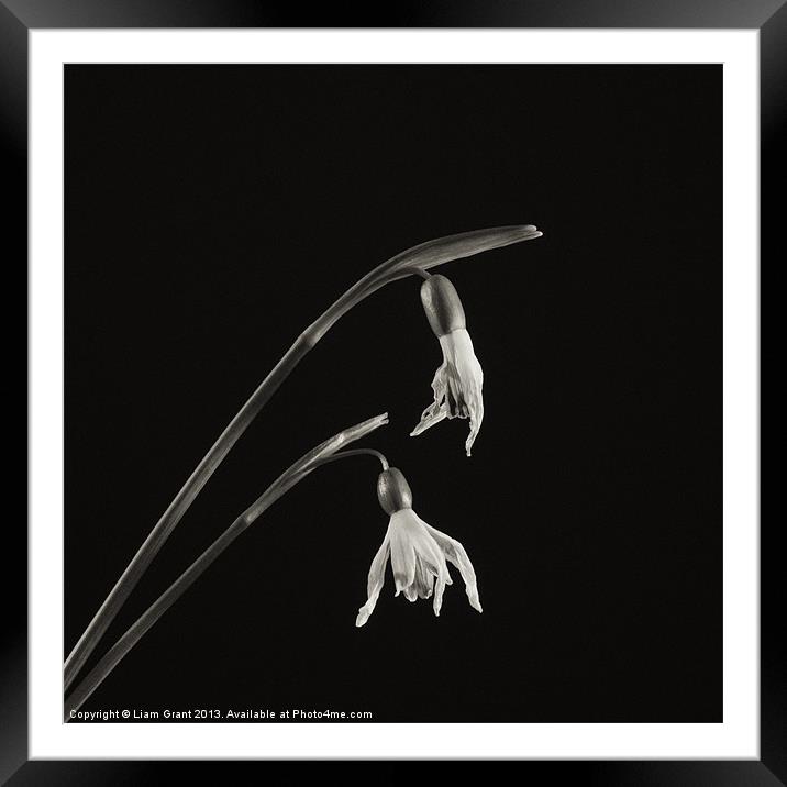 Project Decay. Snowdrop (Galanthus nivalis) Framed Mounted Print by Liam Grant