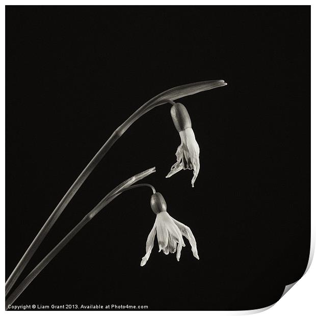 Project Decay. Snowdrop (Galanthus nivalis) Print by Liam Grant