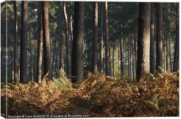 mist in Pine Forest, Thetford, Norfolk, UK Canvas Print by Liam Grant