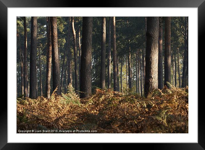 mist in Pine Forest, Thetford, Norfolk, UK Framed Mounted Print by Liam Grant