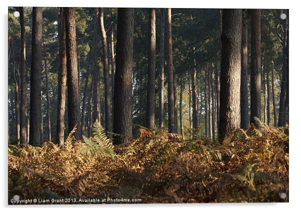 mist in Pine Forest, Thetford, Norfolk, UK Acrylic by Liam Grant