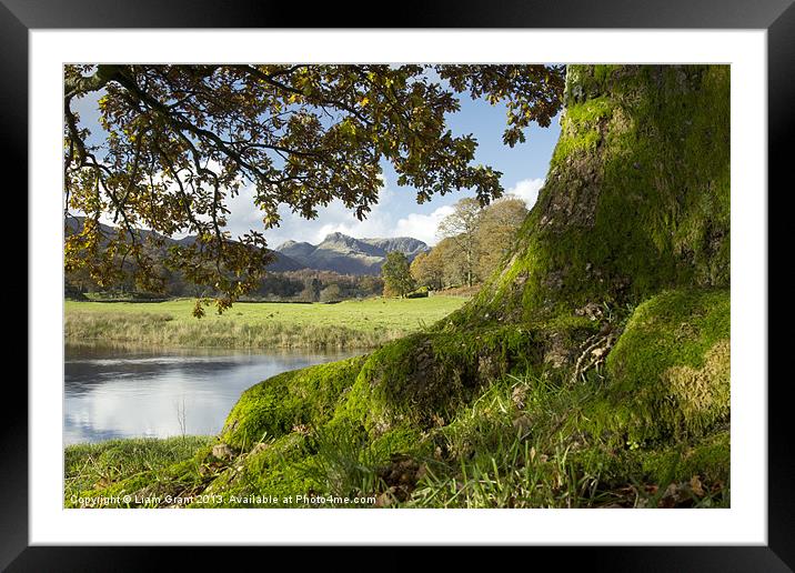 Oak tree, River Brathay and Langdale Pikes. Near E Framed Mounted Print by Liam Grant
