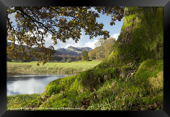 Oak tree, River Brathay and Langdale Pikes. Near E Framed Print by Liam Grant