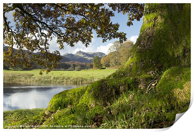 Oak tree, River Brathay and Langdale Pikes. Near E Print by Liam Grant