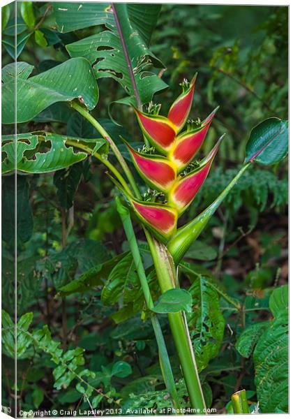 Heliconia Wagneriana Canvas Print by Craig Lapsley