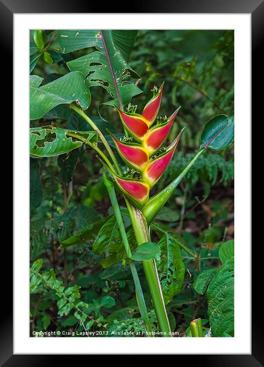 Heliconia Wagneriana Framed Mounted Print by Craig Lapsley