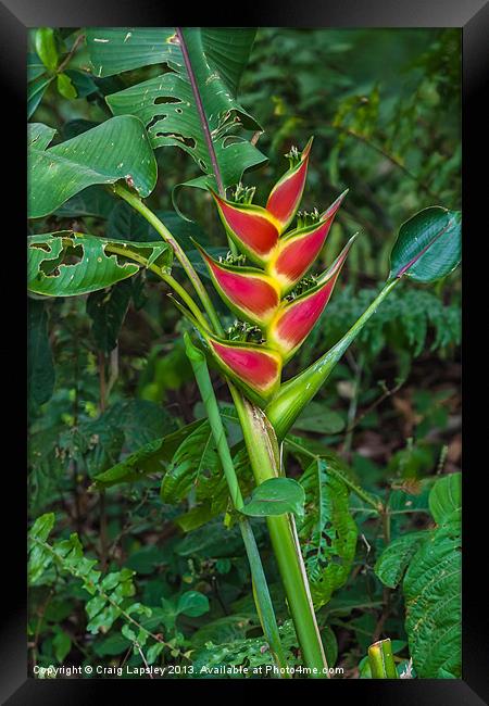 Heliconia Wagneriana Framed Print by Craig Lapsley