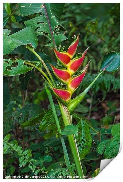 Heliconia Wagneriana Print by Craig Lapsley