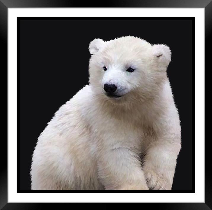 Polar Bear Cub Framed Mounted Print by Debra Kelday