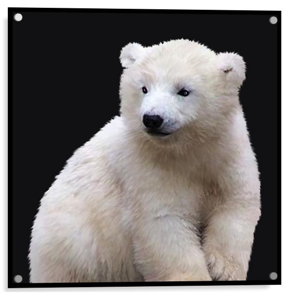 Polar Bear Cub Acrylic by Debra Kelday