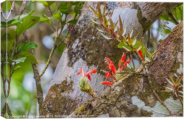 flowering Bromelia Canvas Print by Craig Lapsley