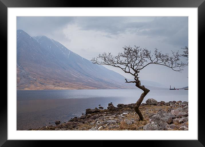 Crooked Tree Framed Mounted Print by Gary Finnigan