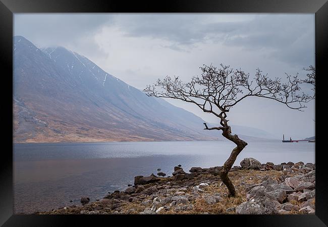 Crooked Tree Framed Print by Gary Finnigan