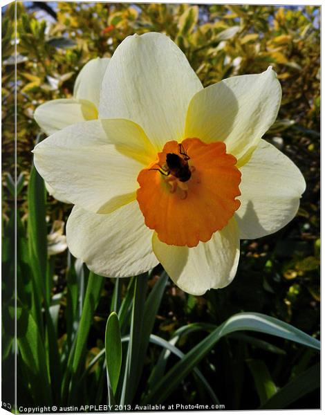 BEE IN THE DAFFODIL Canvas Print by austin APPLEBY