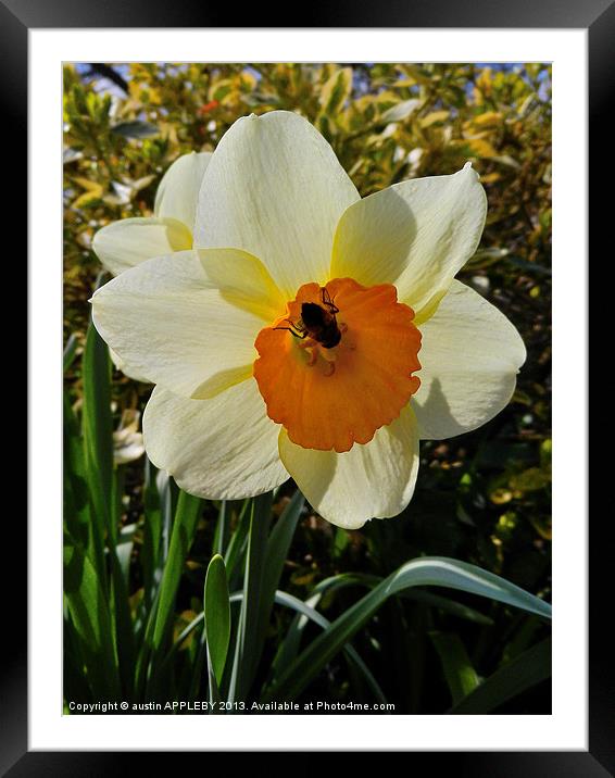 BEE IN THE DAFFODIL Framed Mounted Print by austin APPLEBY