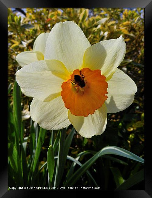 BEE IN THE DAFFODIL Framed Print by austin APPLEBY