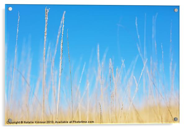 Golden Grasses on a Sunny Day Acrylic by Natalie Kinnear