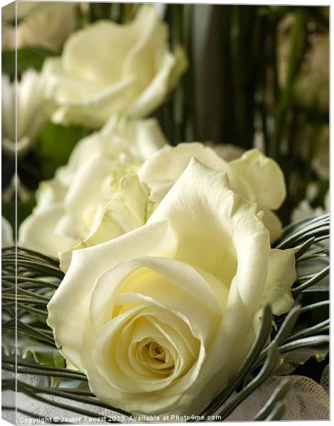 White Rose at St. Marys Canvas Print by Jackie Forrest