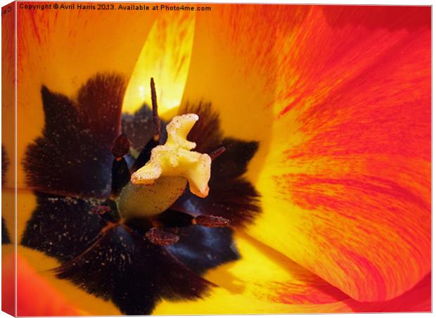 Red and yellow tulip stamens Canvas Print by Avril Harris