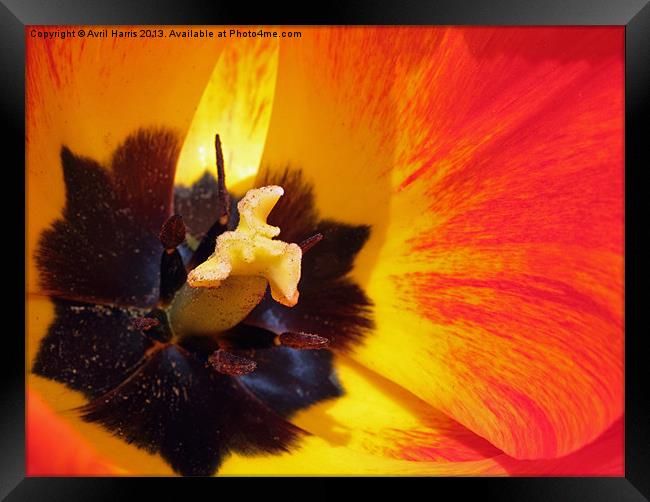 Red and yellow tulip stamens Framed Print by Avril Harris