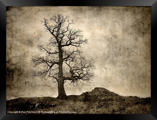 Tree At Park Brow Framed Print by Ray Pritchard