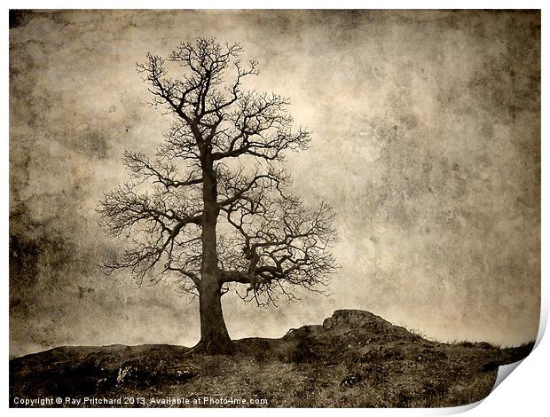 Tree At Park Brow Print by Ray Pritchard