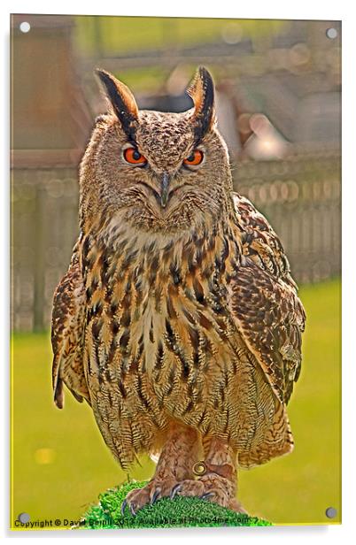 European Eagle Owl Acrylic by David Borrill