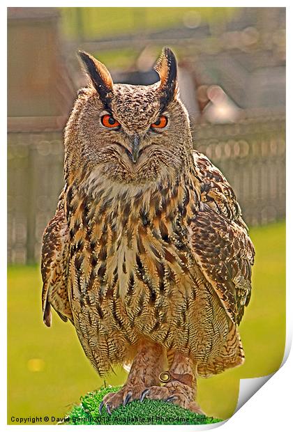 European Eagle Owl Print by David Borrill